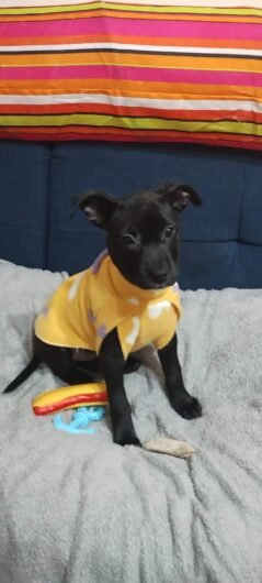 Pretinha e Caramelo