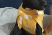 Pretinha e Caramelo